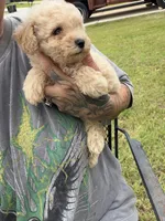 Toto, a male Poodle - Toy  for sale in Belton, TX – 2 of 4