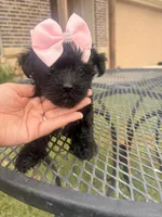 Bia , a female Yorkipoo for sale in Belton, TX – 4 of 5
