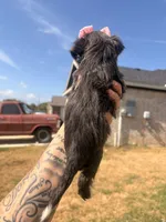 Tootie , a female Shorkie for sale in Belton, TX – 3 of 4