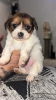 Marco, a male Morkie for sale in Belton, TX – 2 of 3
