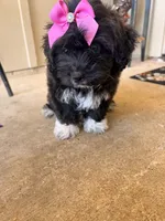 Midnight , a female Miniature Goldendoodle for sale in Belton, TX – 5 of 5