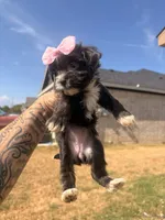 Tootie , a female Shorkie for sale in Belton, TX – 2 of 4