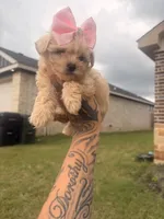 Chole, a female Yorkipoo for sale in Belton, TX – 2 of 4