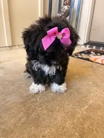 Midnight , a female Miniature Goldendoodle for sale in Belton, TX – 2 of 5