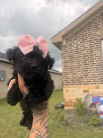 Bia , a female Yorkipoo for sale in Belton, TX – 5 of 5