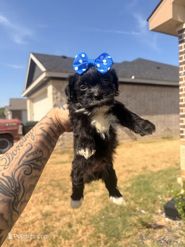Milo – Shorkie puppy for sale in Belton, TX