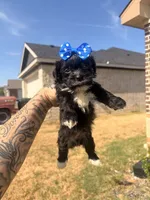 Milo, a male Shorkie for sale in Belton, TX – 1 of 4