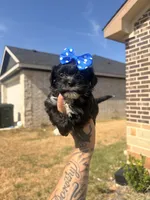 Milo, a male Shorkie for sale in Belton, TX – 2 of 4