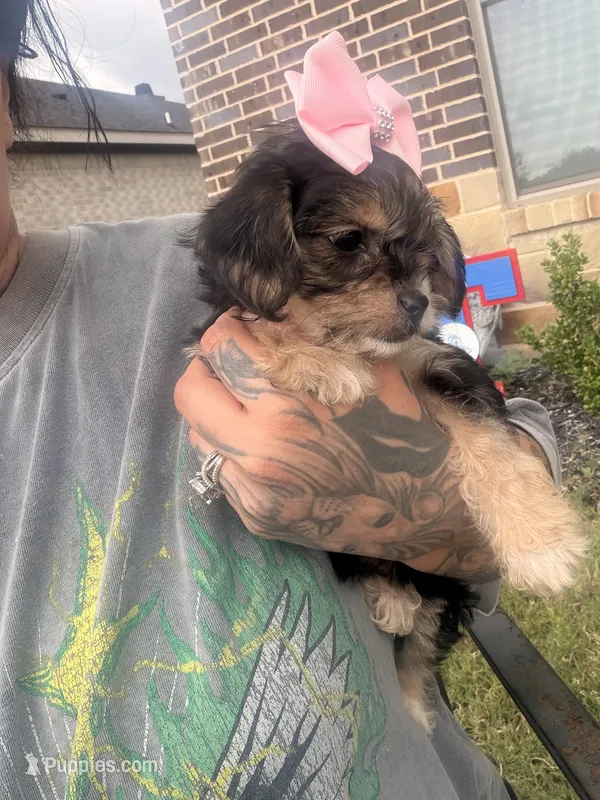 Titi – Yorkshire Terrier puppy for sale in Belton, TX