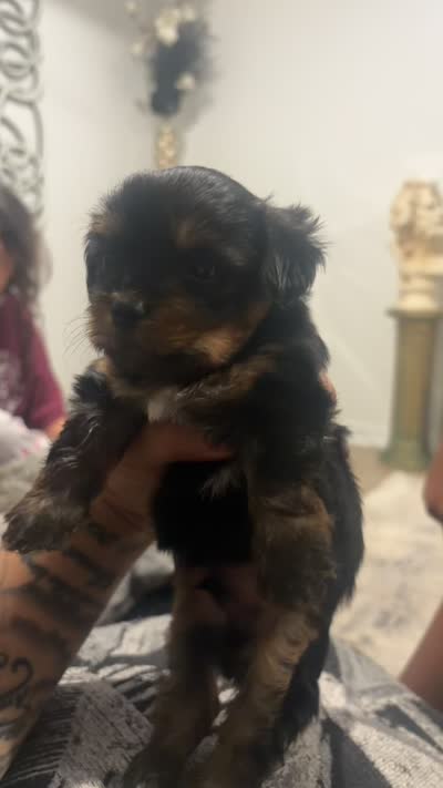 Charlie , a male Yorkshire Terrier for sale in Belton, TX – 3 of 3