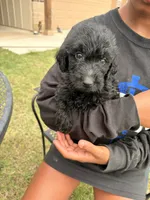Poppy, a male Goldendoodle for sale in Belton, TX – 3 of 4