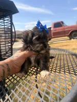 Toto, a male Shorkie for sale in Belton, TX – 4 of 5