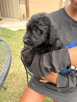 Poppy, a male Goldendoodle for sale in Belton, TX – 2 of 4