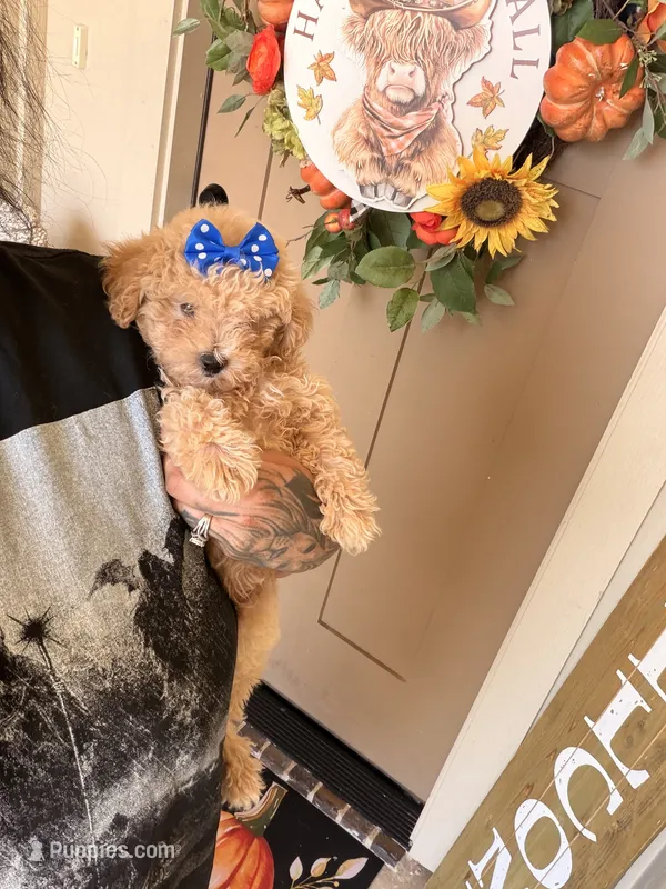 Toto – Poodle - Toy  puppy for sale in Belton, TX