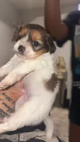 Marco, a male Morkie for sale in Belton, TX – 1 of 3