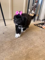 Midnight , a female Miniature Goldendoodle for sale in Belton, TX – 4 of 5