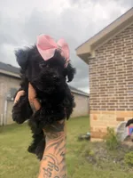 Bia , a female Yorkipoo for sale in Belton, TX – 3 of 5