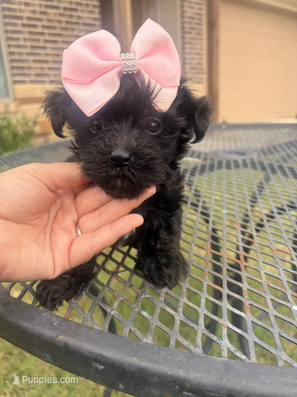 Bia  – Yorkipoo puppy for sale in Belton, TX