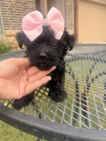 Bia , a female Yorkipoo for sale in Belton, TX – 1 of 5