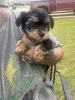 Papa, a male Yorkshire Terrier for sale in Belton, TX – 3 of 5