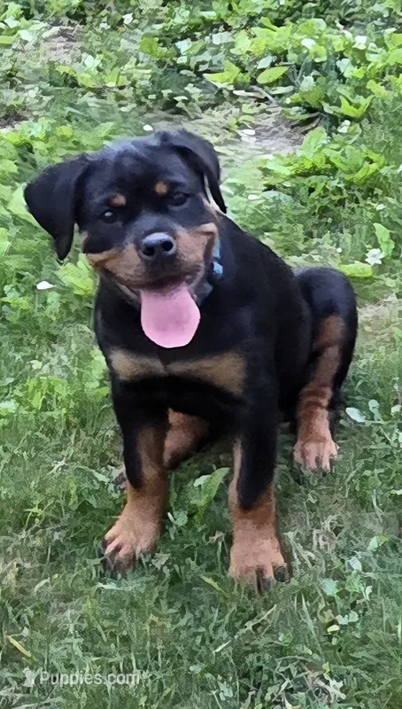 Raven – Rottweiler puppy for sale in Williamsburg, PA