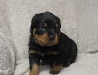 Echo, a male Rottweiler for sale in Williamsburg, PA – Photo 6 of 10