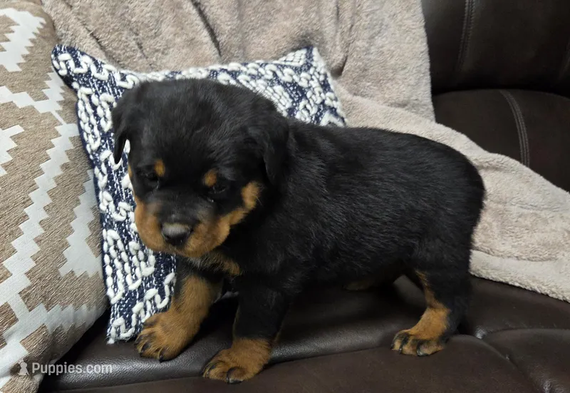 Echo – Rottweiler puppy for sale in Williamsburg, PA