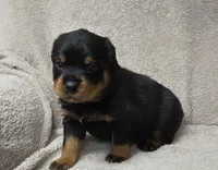 Echo, a male Rottweiler for sale in Williamsburg, PA – Photo 9 of 10