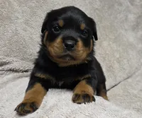 Echo, a male Rottweiler for sale in Williamsburg, PA – Photo 7 of 10