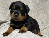 Echo, a male Rottweiler for sale in Williamsburg, PA – Photo 8 of 10