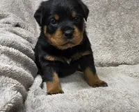 Echo, a male Rottweiler for sale in Williamsburg, PA – Photo 1 of 10
