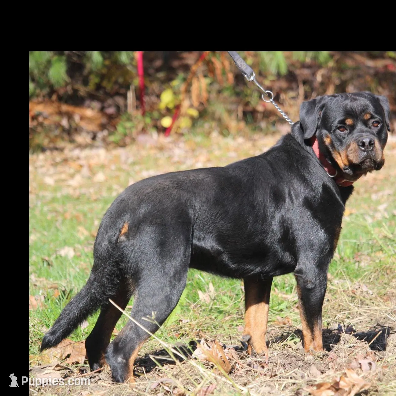 Echo, a male Rottweiler for sale in Williamsburg, PA – Photo 5 of 10