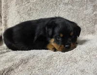 Kai, a male Rottweiler for sale in Williamsburg, PA – Photo 8 of 8