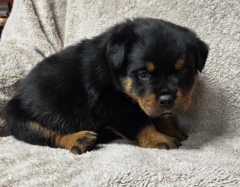 Kai – Rottweiler puppy for sale in Williamsburg, PA
