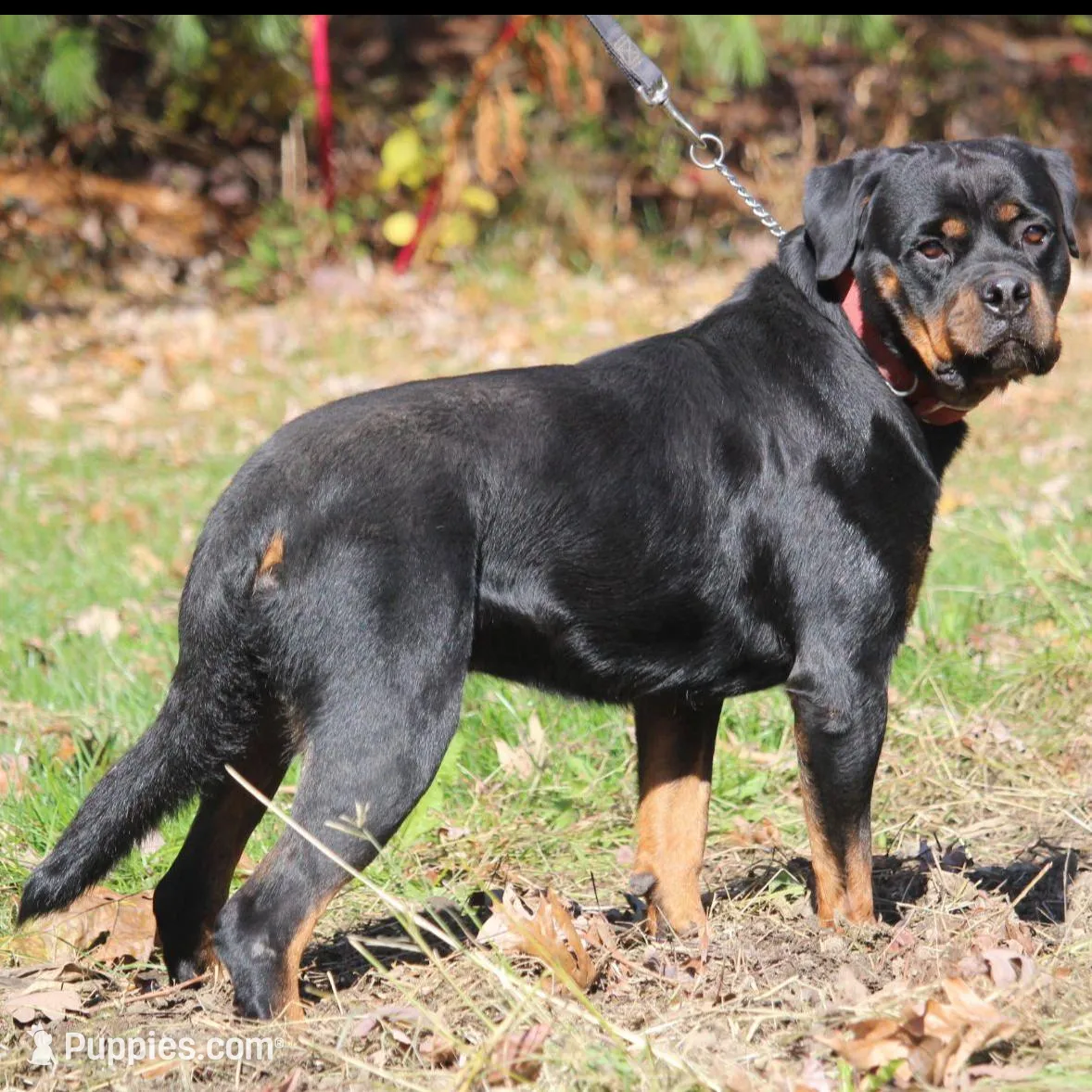 Kai, a male Rottweiler for sale in Williamsburg, PA – Photo 5 of 8