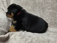 Kai, a male Rottweiler for sale in Williamsburg, PA – Photo 7 of 8