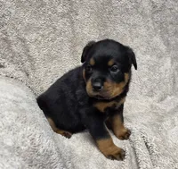 Star, a female Rottweiler for sale in Williamsburg, PA – Photo 7 of 9