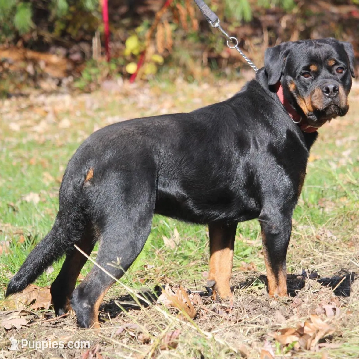 Star, a female Rottweiler for sale in Williamsburg, PA – Photo 3 of 9