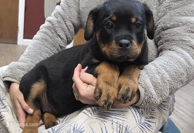 Star – Rottweiler puppy for sale in Williamsburg, PA