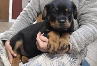 Star, a female Rottweiler for sale in Williamsburg, PA – Photo 1 of 10