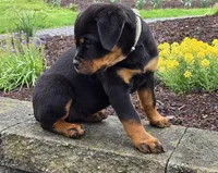 Star, a female Rottweiler for sale in Williamsburg, PA – Photo 8 of 10