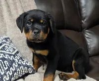 Star, a female Rottweiler for sale in Williamsburg, PA – Photo 9 of 10