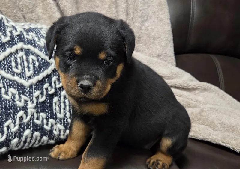 Star – Rottweiler puppy for sale in Williamsburg, PA