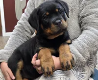 Star, a female Rottweiler for sale in Williamsburg, PA – Photo 10 of 10
