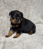 Star, a female Rottweiler for sale in Williamsburg, PA – Photo 6 of 9