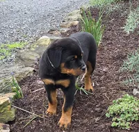 Star, a female Rottweiler for sale in Williamsburg, PA – Photo 6 of 10