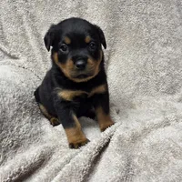 Star, a female Rottweiler for sale in Williamsburg, PA – Photo 8 of 9