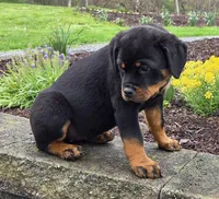 Star, a female Rottweiler for sale in Williamsburg, PA – Photo 7 of 10