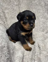 Star, a female Rottweiler for sale in Williamsburg, PA – Photo 9 of 9