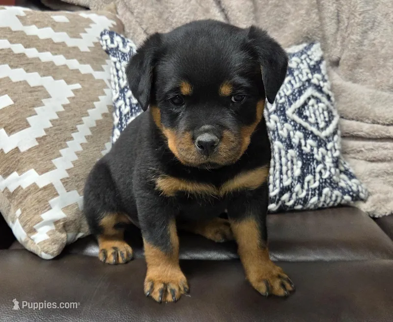 Star – Rottweiler puppy for sale in Williamsburg, PA
